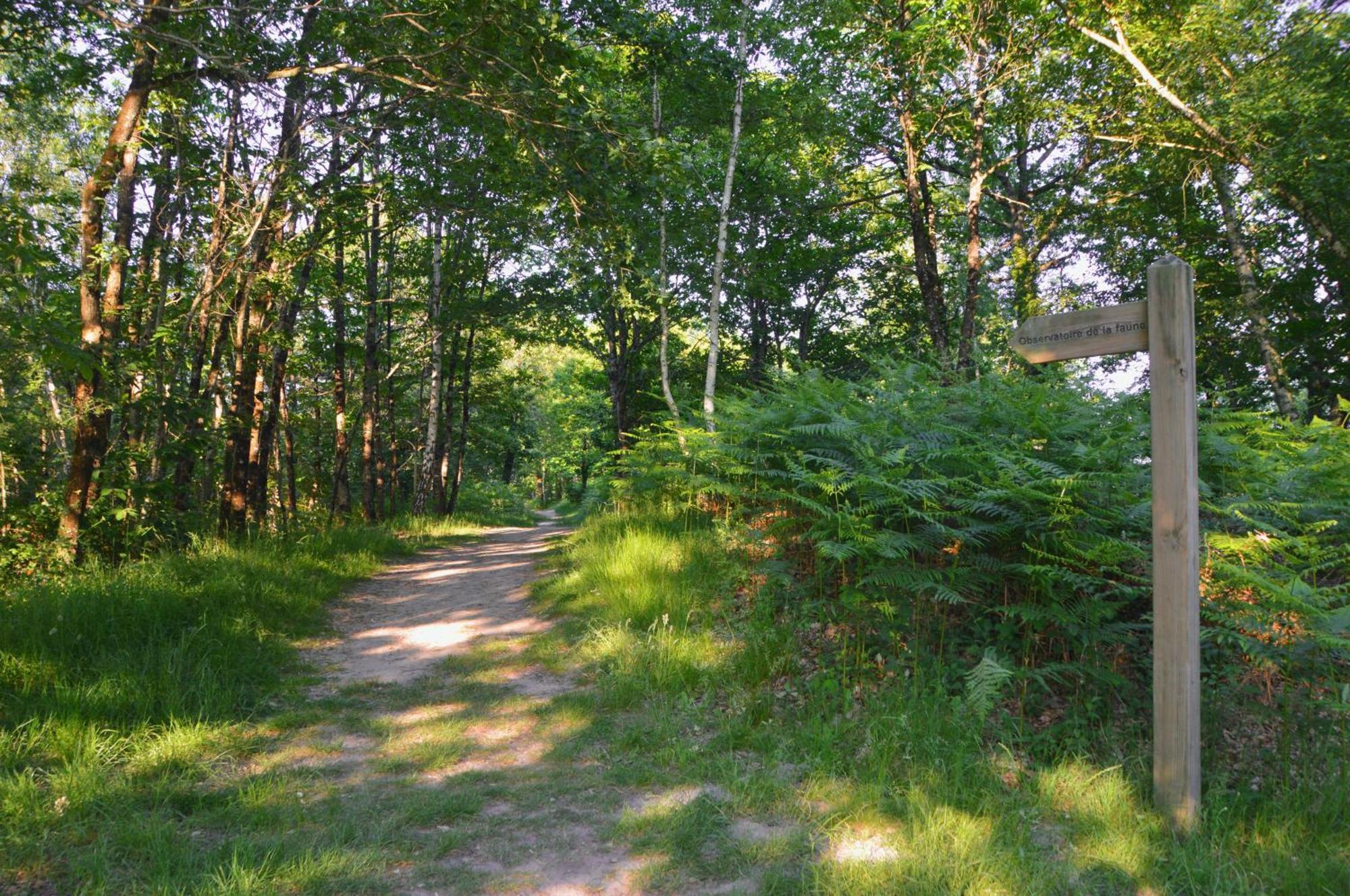 Gite De Charme En Sologne, Sejour En Famille, Jardin, Riviere, Jeux, Nature & Detente Aubigny sur Nere Bagian luar foto